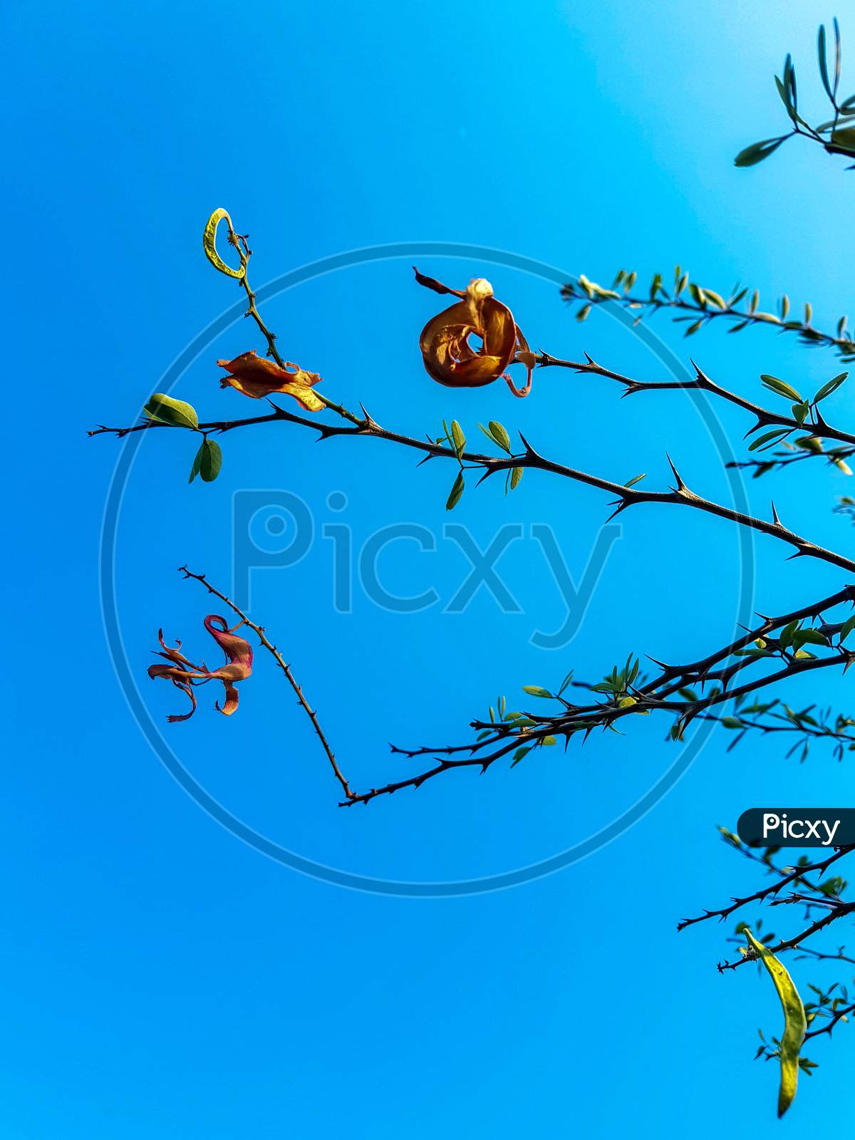 beautiful pithecellobium dulce (madras thorn) tree with blue sky