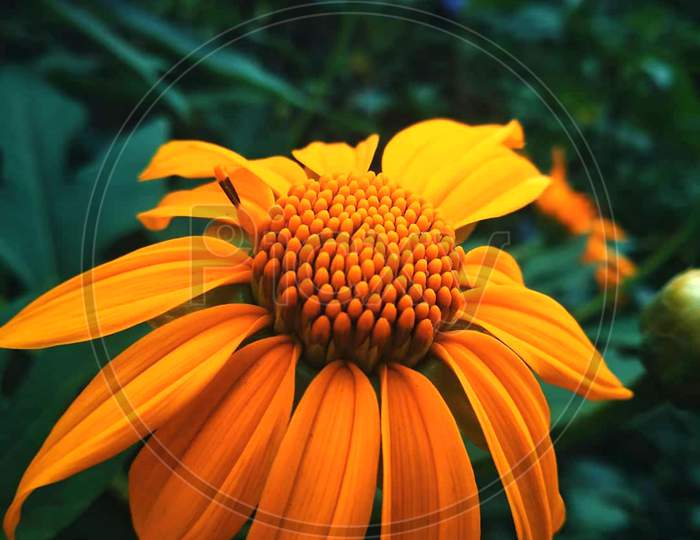 Orange yellow flower with bundle in middle