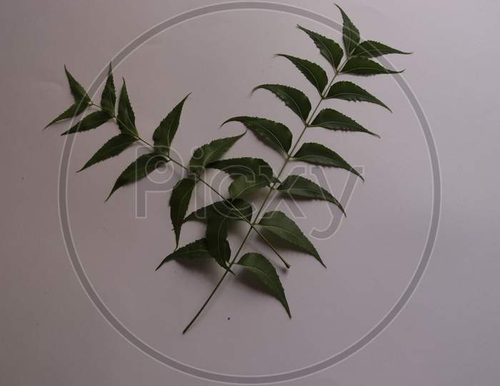 Ayurvedic herbs, Azadirachta indica or neem leaves and neem leaf juice. And branches on a white background.