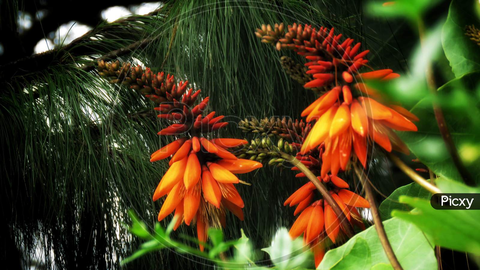 Beautiful Orange Flower.