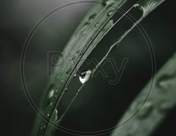 Macro water droplets