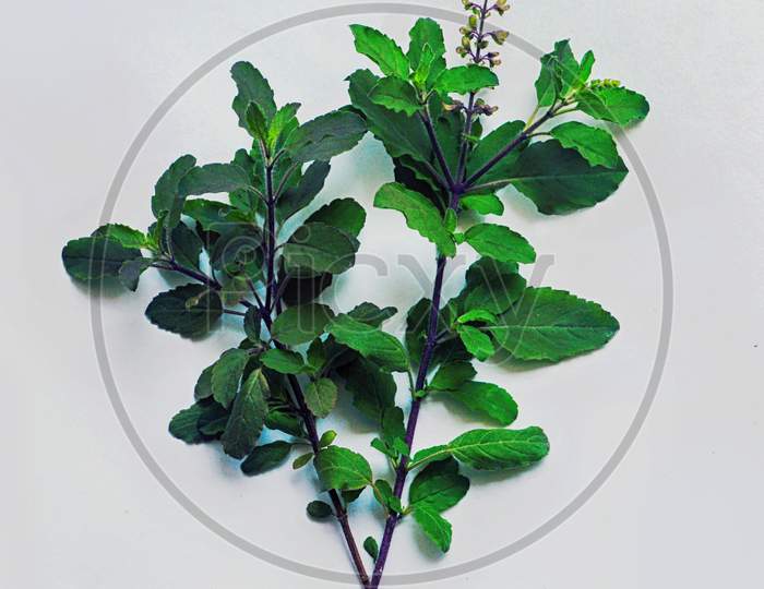 Organic tulsi leaf
