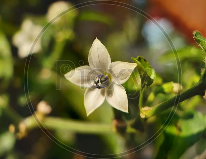White color chili flower on the green trees and green background.