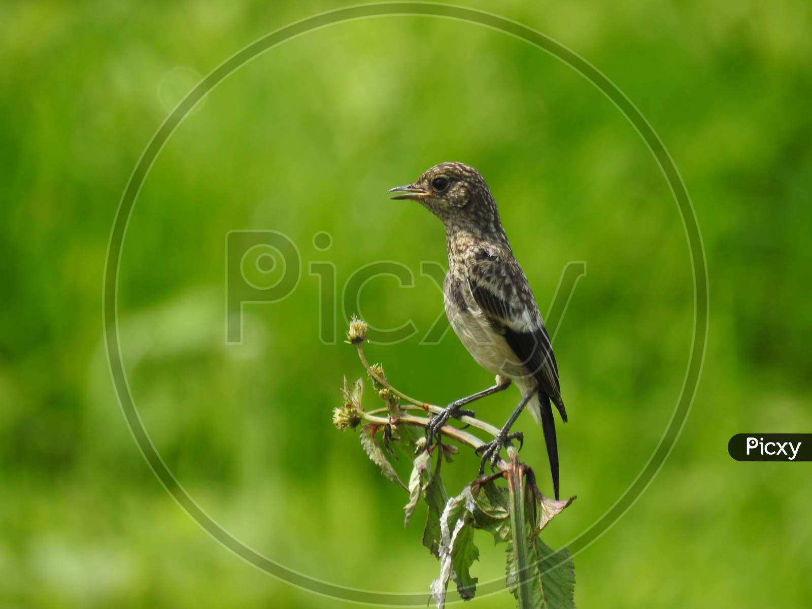 Bird (Pied Bushchat juvenile) sitting on the grass in agricultural field
