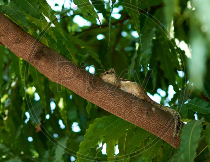 Northern Palm Squirrel (Funambulus Pennantii), Five-Striped Palm Squirrel In New Delhi, India