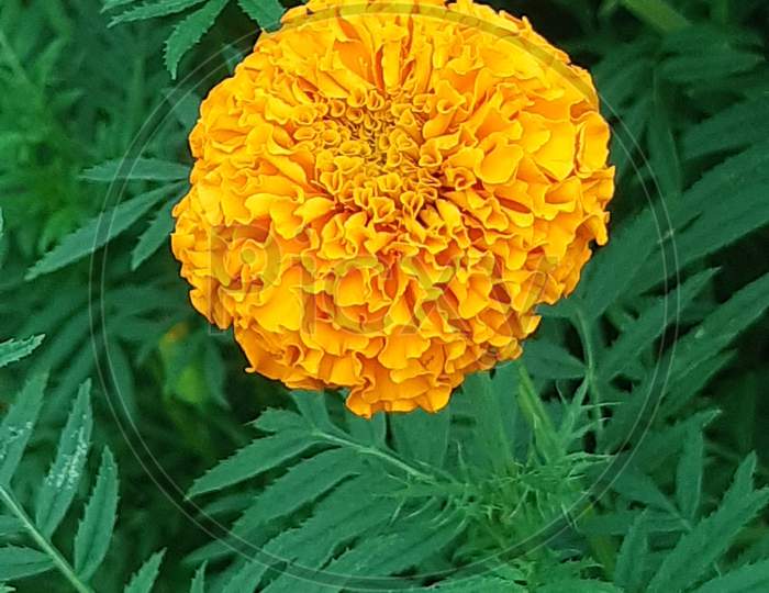 Yellow Marigold Flower On The Green Tree And Green Background.