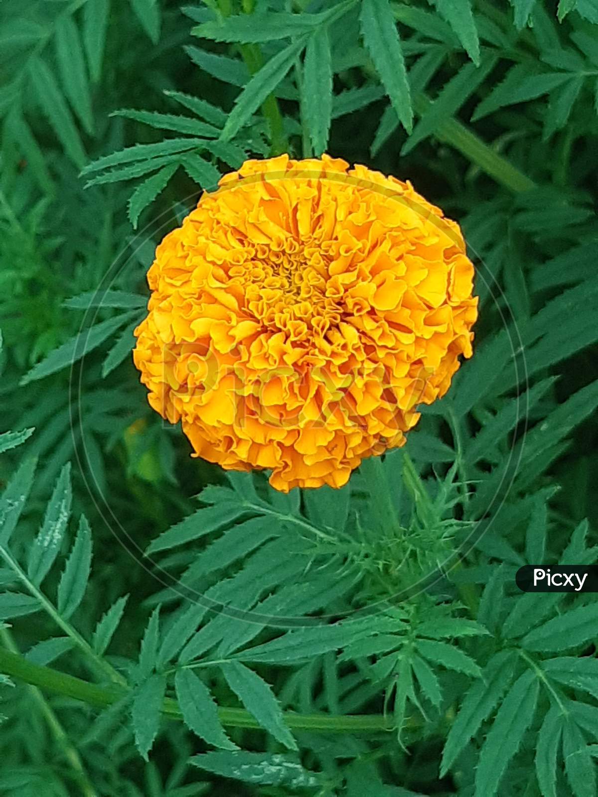 Yellow Marigold Flower On The Green Tree And Green Background.