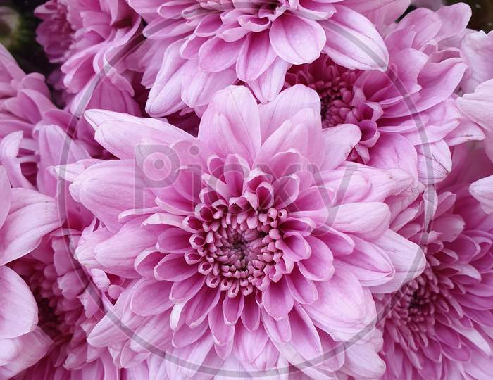 Pink Dahlia flower close-up.