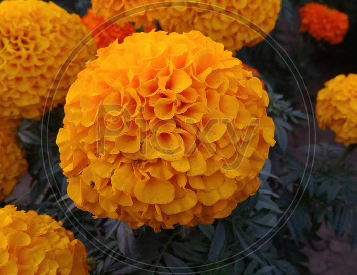 Chrysanths english marigold orenge colour flowering plant