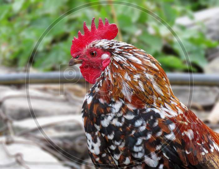 Close up of a Beautiful  Multi colored Cock.