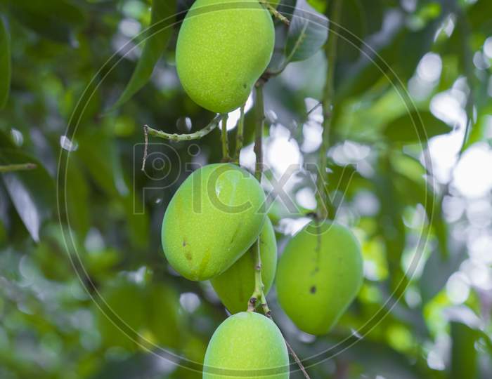 Some Mango Growing On Tree In Areas District Of Thakurgong, Bangladesh.