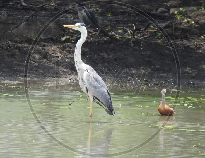 Great blue heron on the land and water
