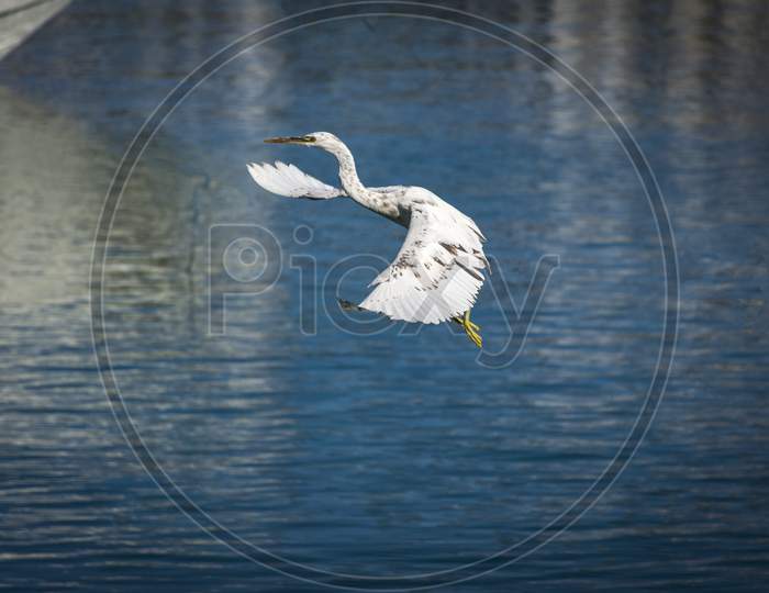 White Heron bird flying over a lake.