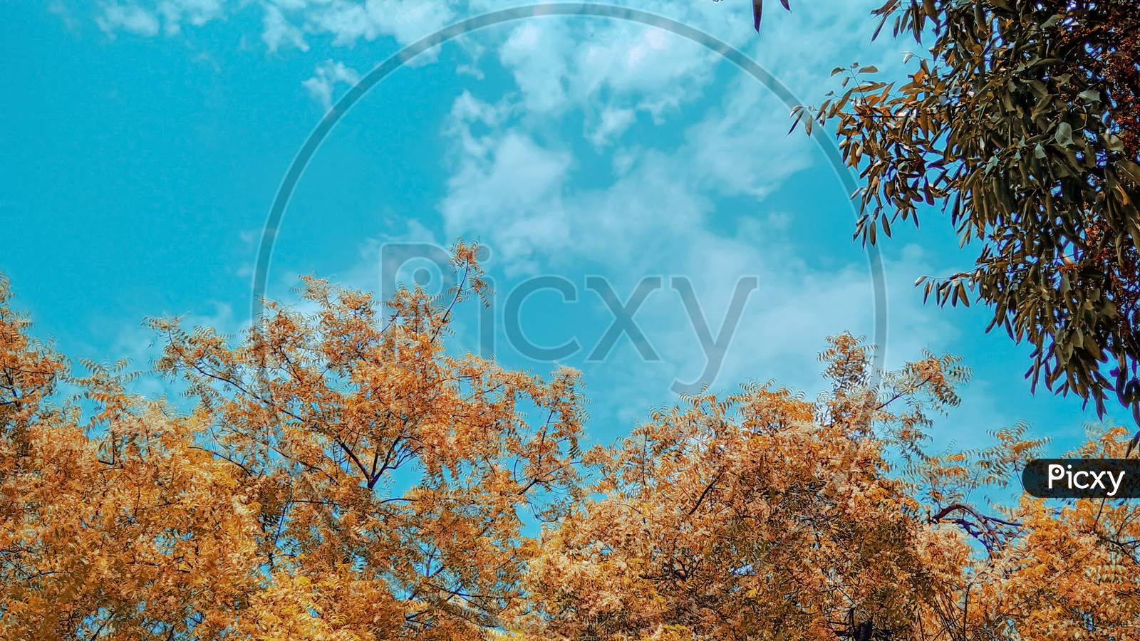 Blue sky with tree