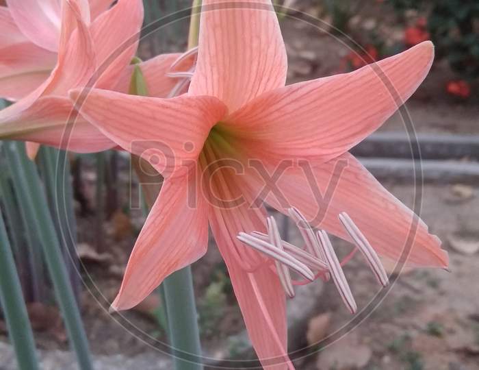 Pink lily flowering plant.amaryllis belladonna flower in selective focus with blur background