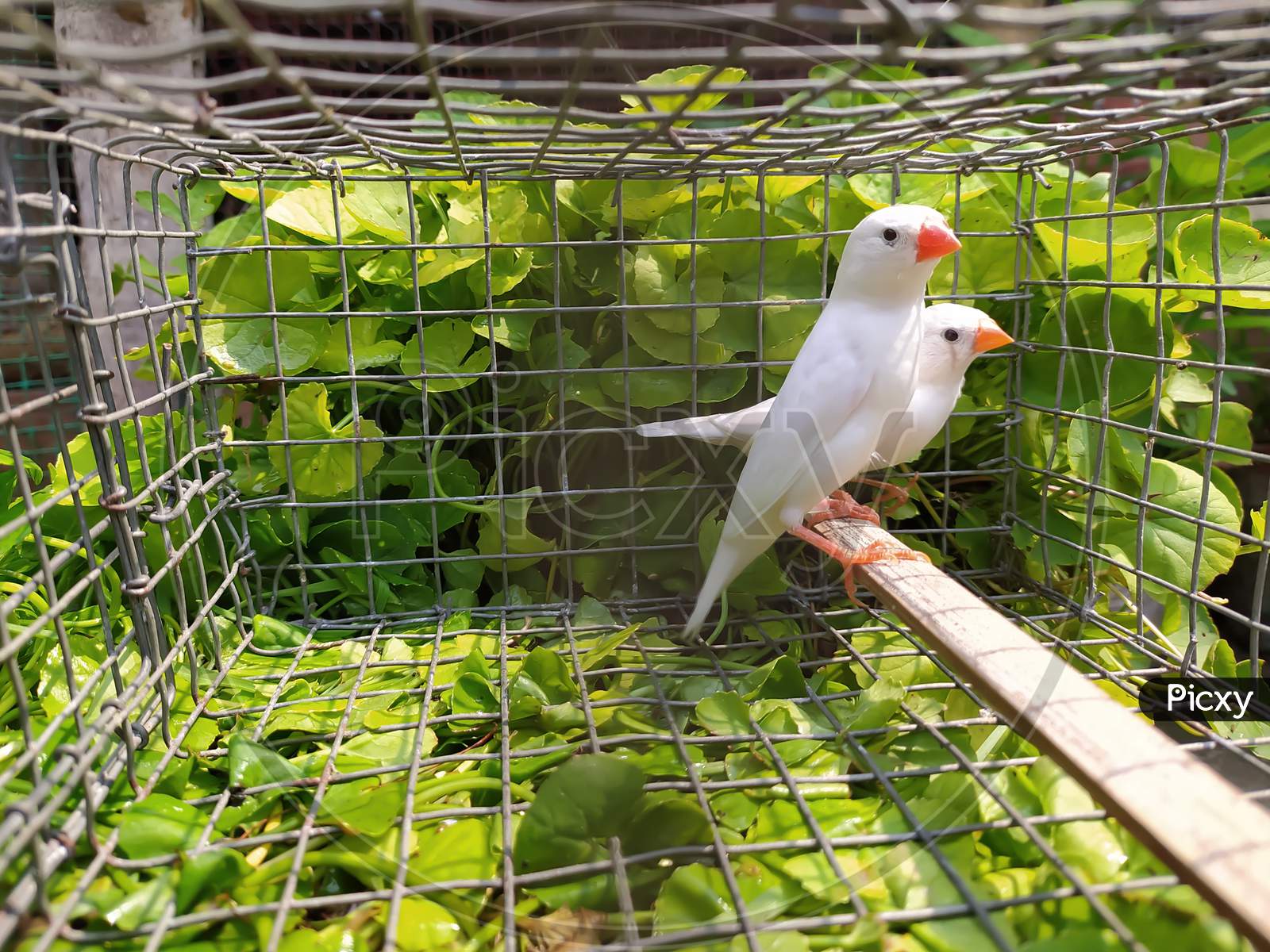 White finch bird male , beautiful white finch bird pair