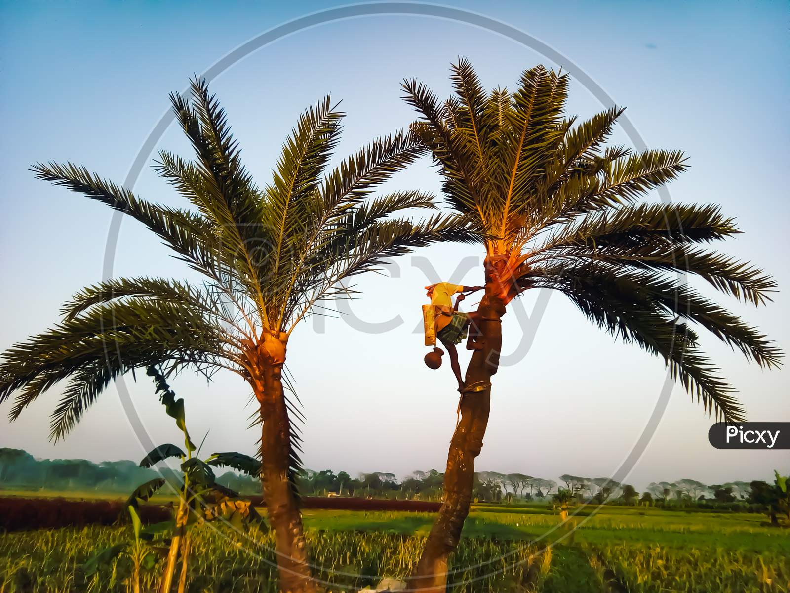 Man working for making palm  juice