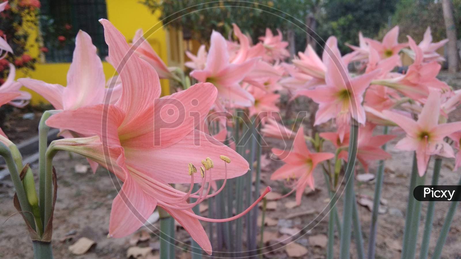 Hippeastrum pink fade lily flowering plant. Blur background