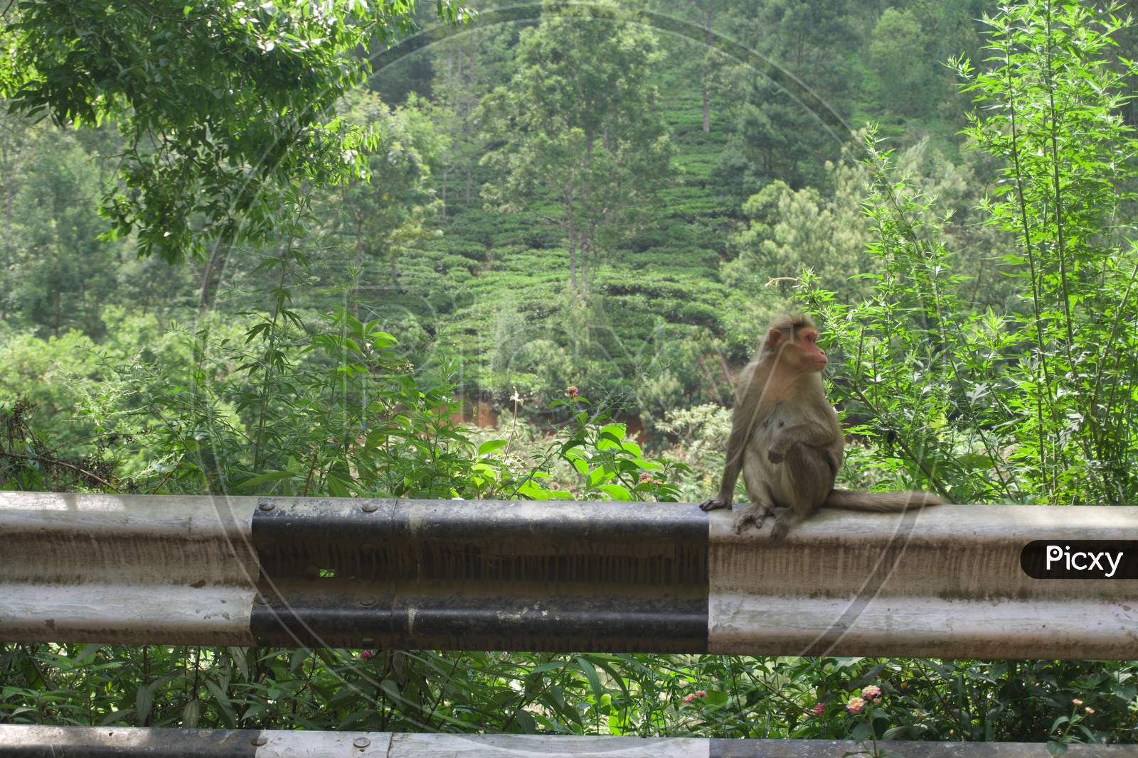Monkey in the forest