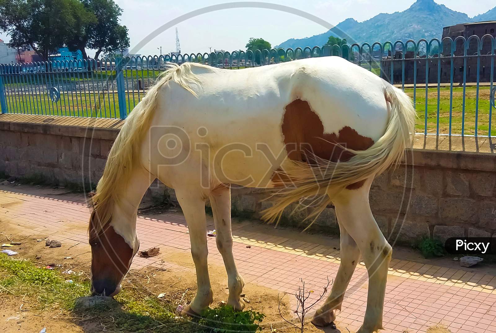 White male Horse Grazing pictures