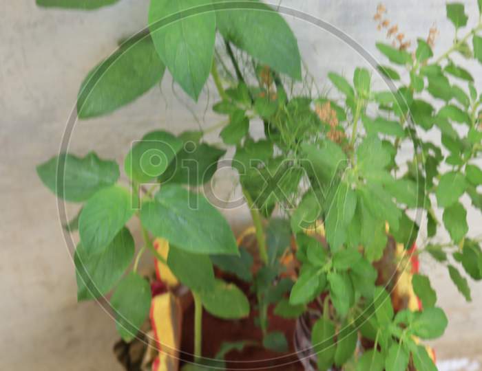 Holy basil or tulsi leaves in garden