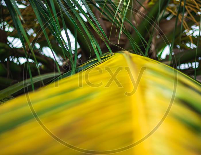Green Coconut Leaf Straight Line Pattern Frame Isolated Background Of Coconut Tree. Its Help To Use For Shelter Of House On Villages And Coconut Leaves Use For Indian Festivals.