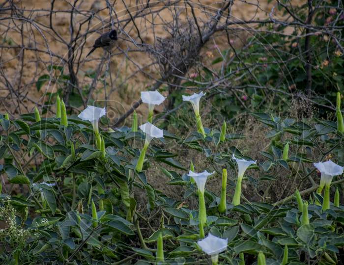 Datura Is A Genus Of Nine Species Of Poisonous Vespertine Flowering Plants Belonging To The Family Solanaceae. They Are Commonly Known As Thornapples Or Jimsonweeds But Are Also Known As Devil'S Trumpets