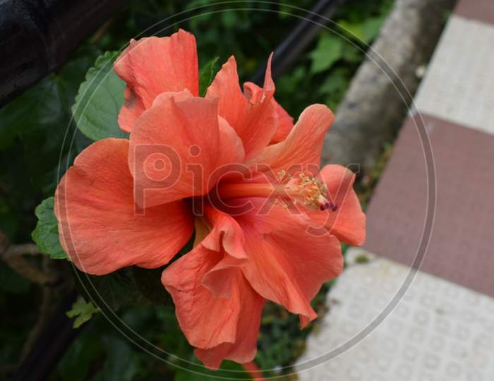 Orange Hibiscus Flower