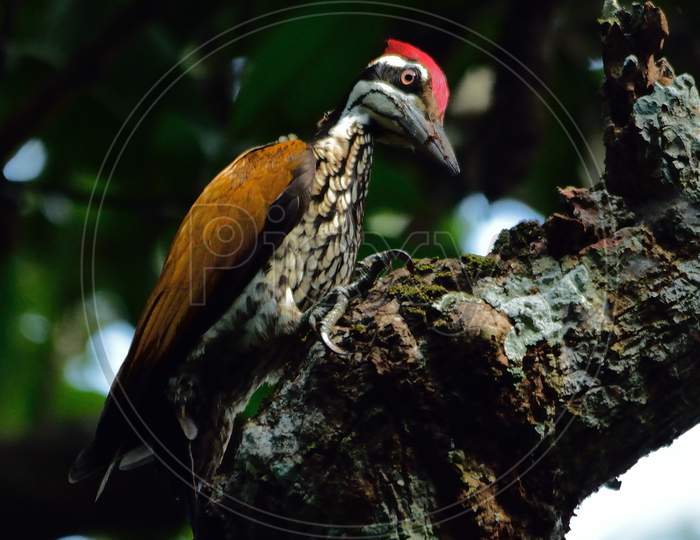 woodpecker bird in a perch