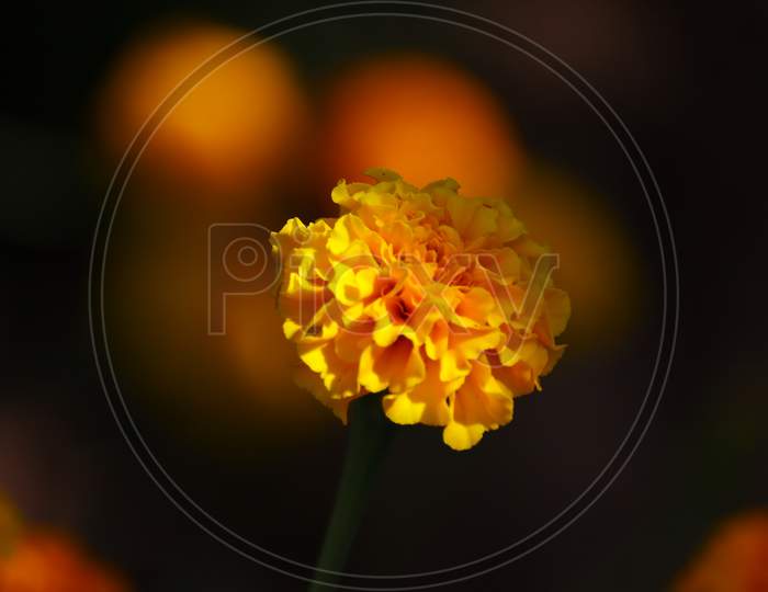A Blurring Image Background Of Yellow Defocused Marigold Flower