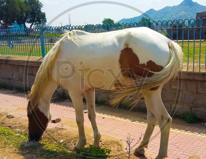 Male White young Horse grazing