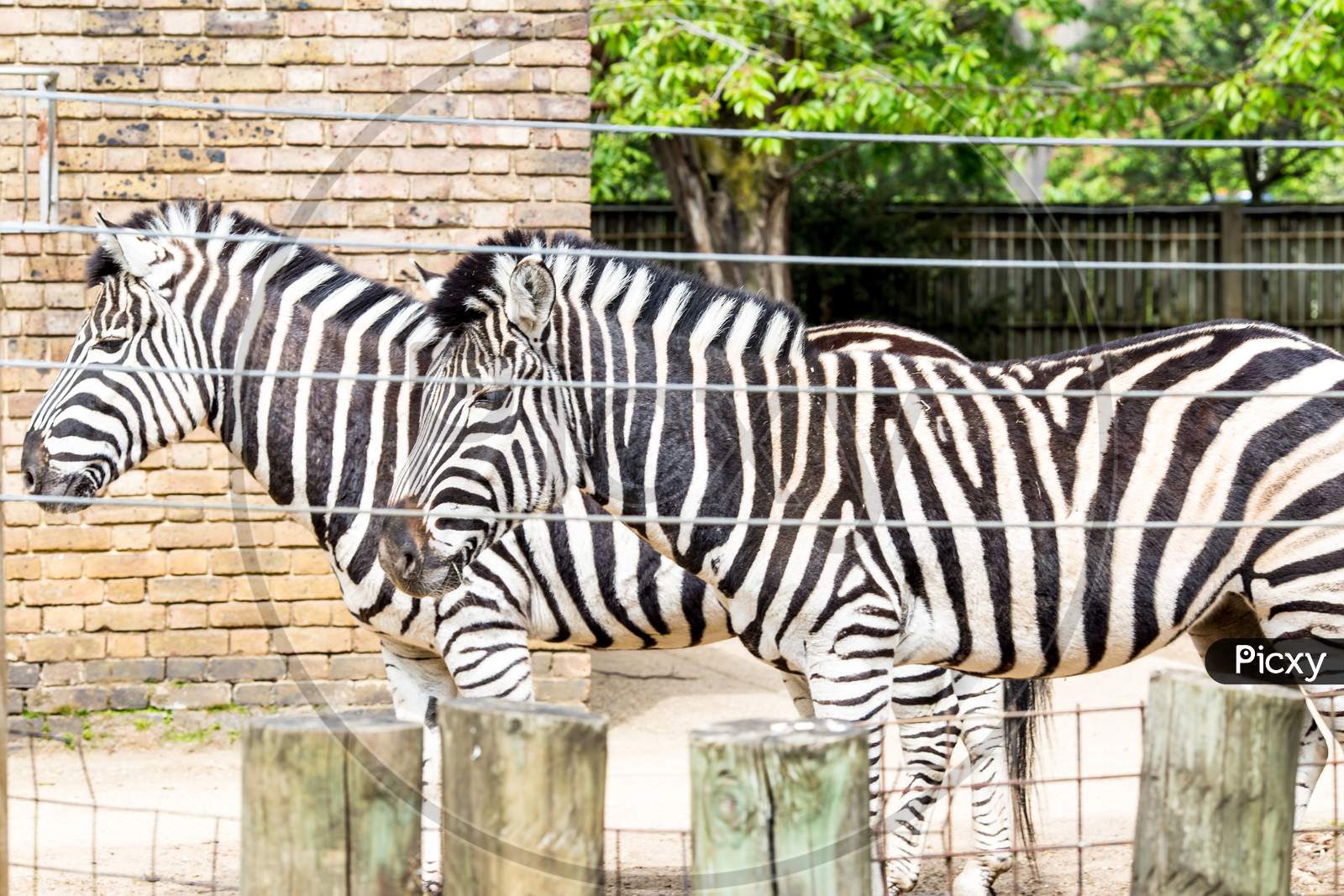 Amazing Zebras in the Zoo