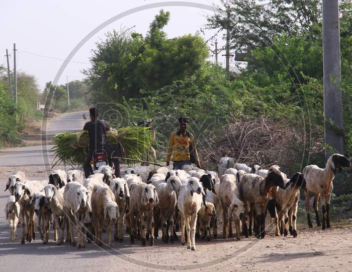 A Village Boy With Herd of  Sheep On A Hot Summer Day On The Outskirts Of Ajmer, In The Indian State Of Rajasthan On 28 May 2020.