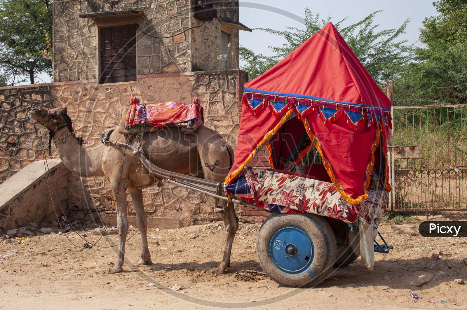 The Camel Is Part Of The Landscape Of Rajasthan; The Icon Of The Desert State, Part Of Its Cultural Identity, And An Economically Important Animal For Desert Communities