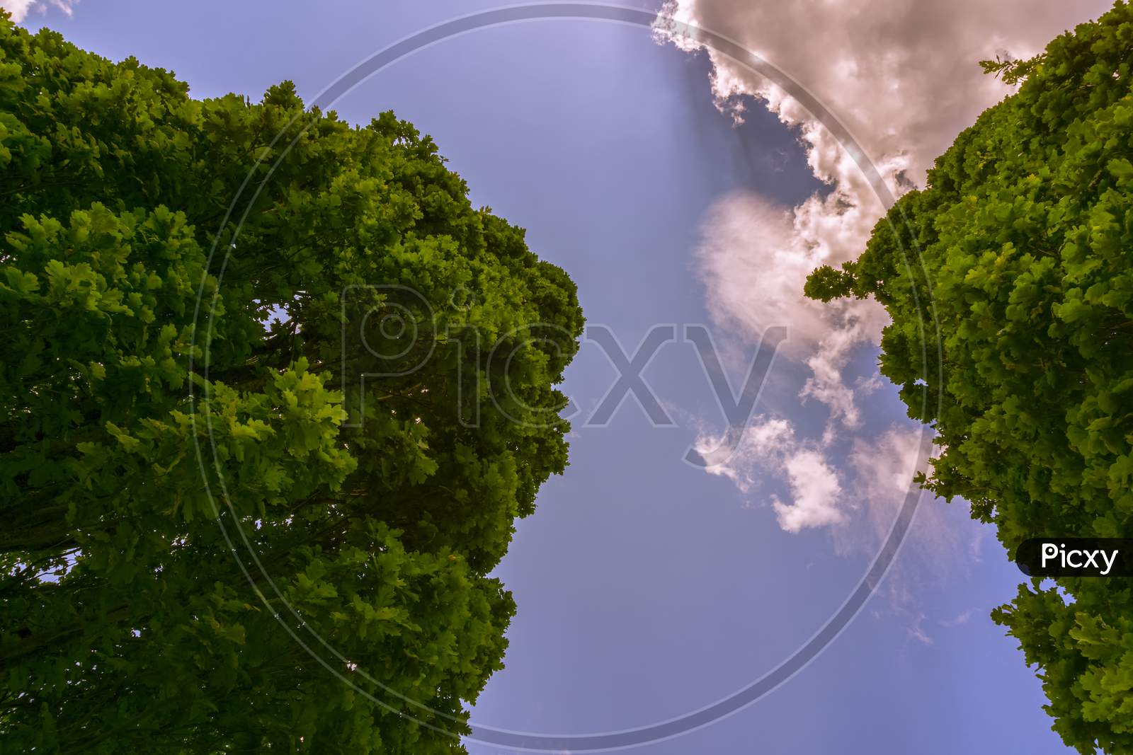 Two Big Trees Below A Blue,Cloudy Sky