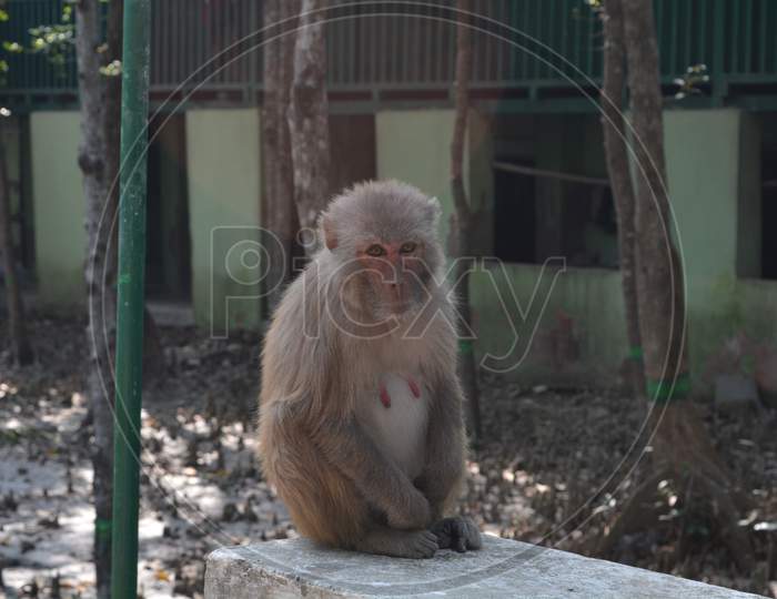A monkey sit with a emotional face