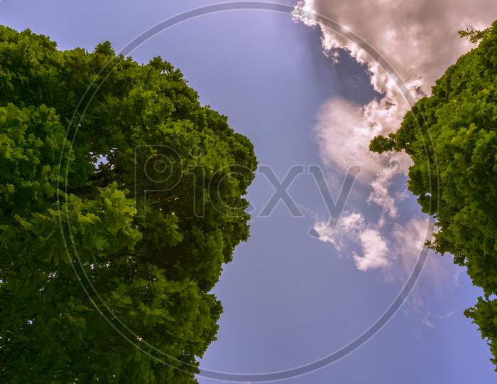 Two Big Trees Below A Blue,Cloudy Sky