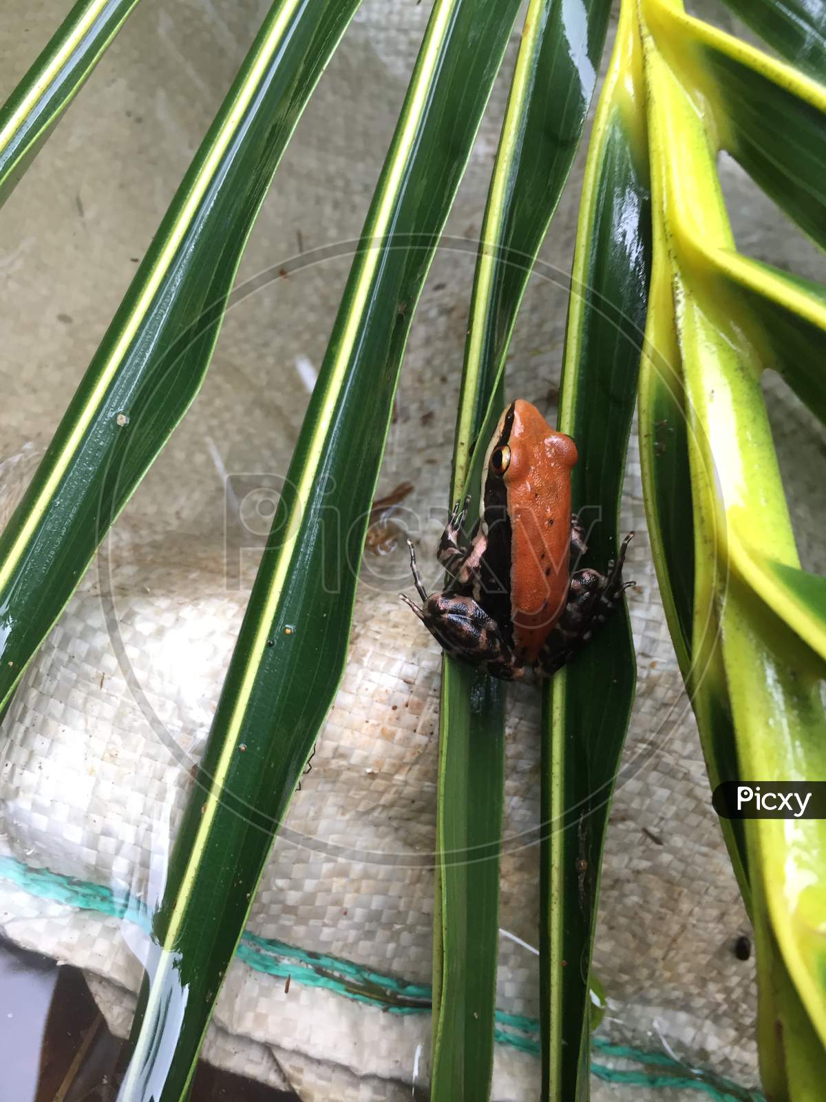 saffron or orange frog sitting in a coconut leaf
