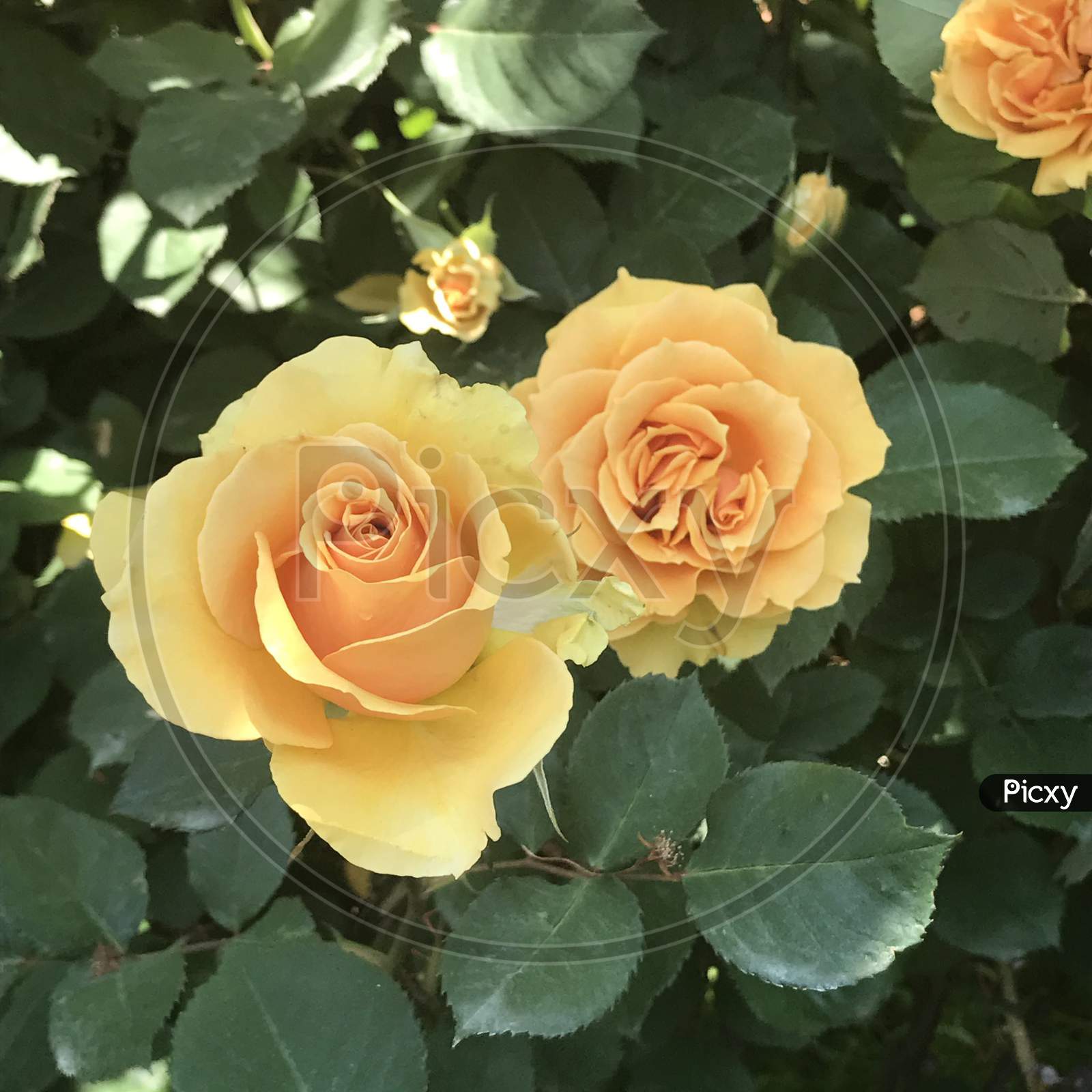 Yellow colour Rose 🌹 Flower