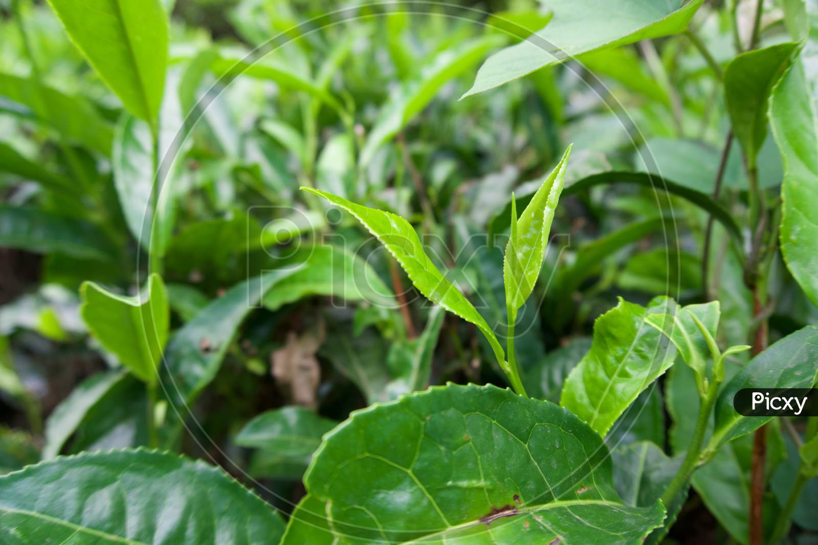 Tea leaf in the garden
