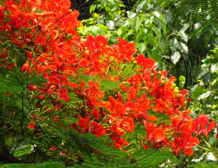 Flamboyanttree，Royal Poinciana，Royal Poinciana Flame Tree， Peacacock Flower