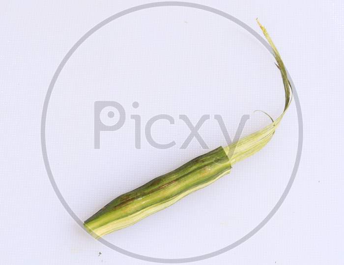 Drumstick Pods or Moringa Oleifera Poss Vegetable Isolated on White Background