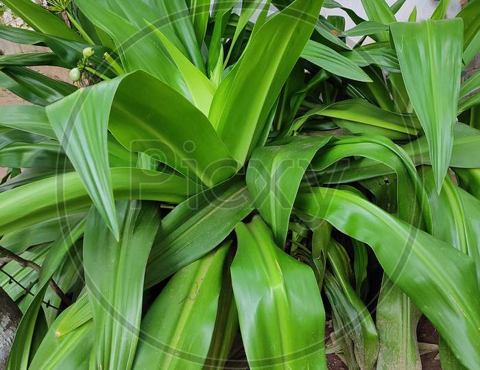 Special type of green plant's in Villages, Kerala