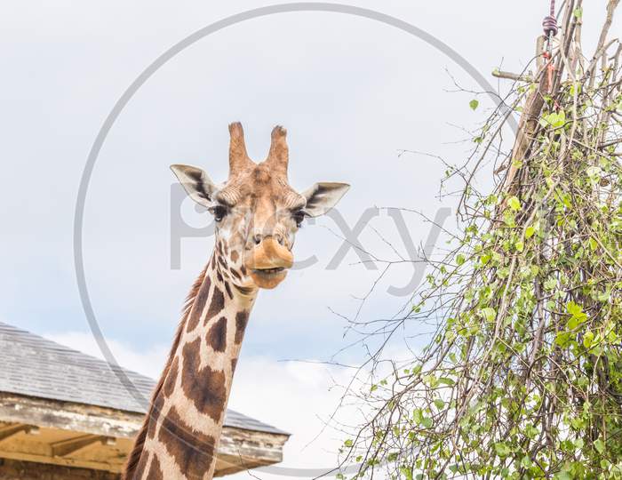 Beautiful giraffes couple at the Zoo