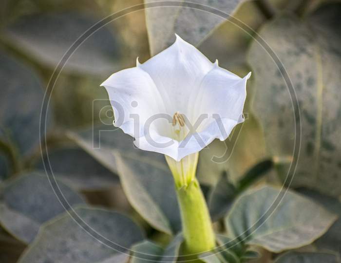 Datura Is A Genus Of Nine Species Of Poisonous Vespertine Flowering Plants Belonging To The Family Solanaceae. They Are Commonly Known As Thornapples Or Jimsonweeds But Are Also Known As Devil'S Trumpets