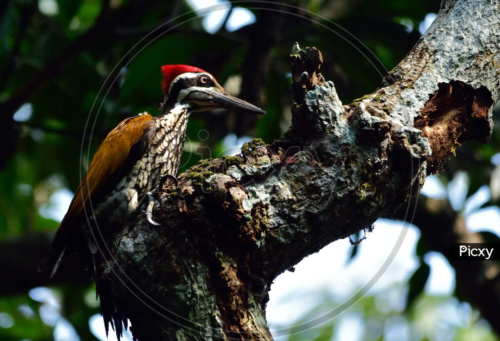 woodpecker bird in a perch