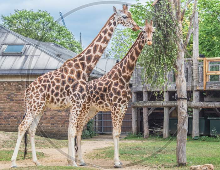 Beautiful giraffes at London Zoo,ZSL London Zoo London UK