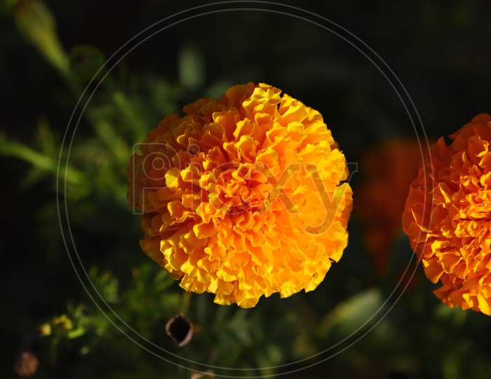 Dark Marigold , Flower, Background