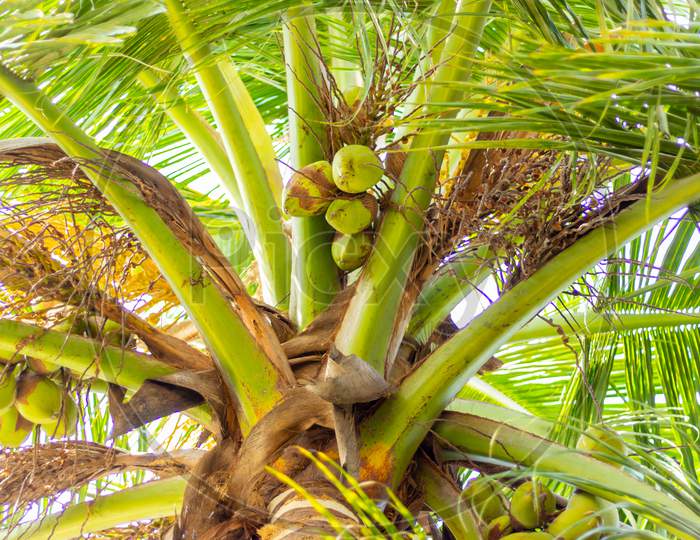 Green Coconut Tree With Bunch Of Coconuts And Flowers . A Tropical Forest. Asia, India. Green Palm Tree On Blue Sky Background. Coconut Palm Tree, Tropical Fruit For Healthy Eating
