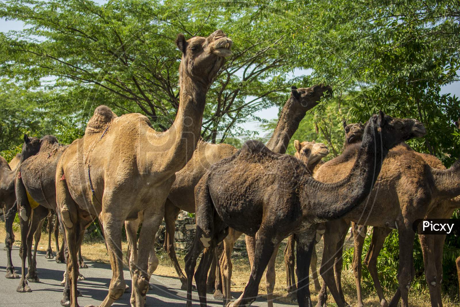 The Camel Is Part Of The Landscape Of Rajasthan; The Icon Of The Desert State, Part Of Its Cultural Identity, And An Economically Important Animal For Desert Communities